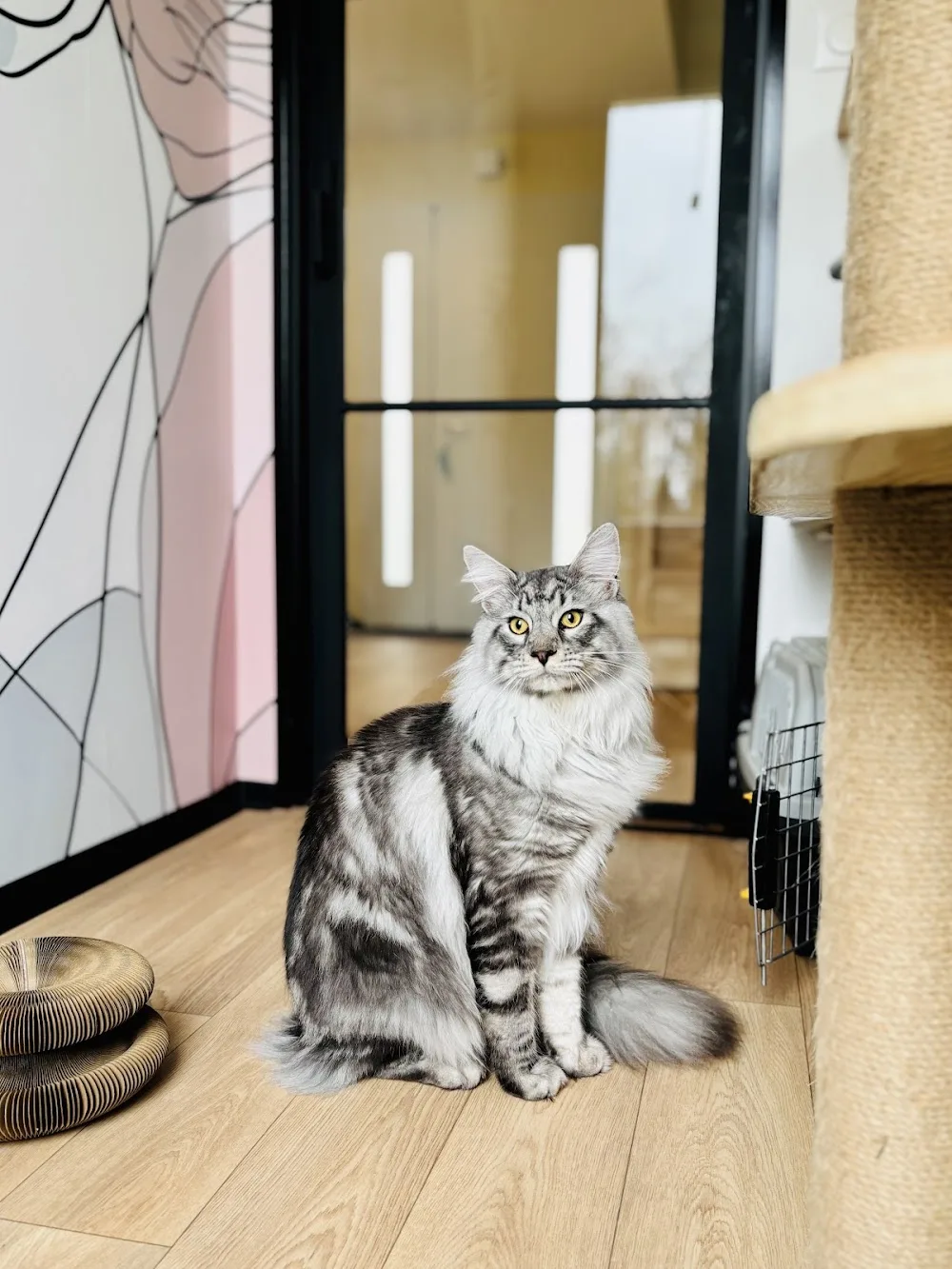 Chat'Ô Félins - Ain pet otel görseli 3