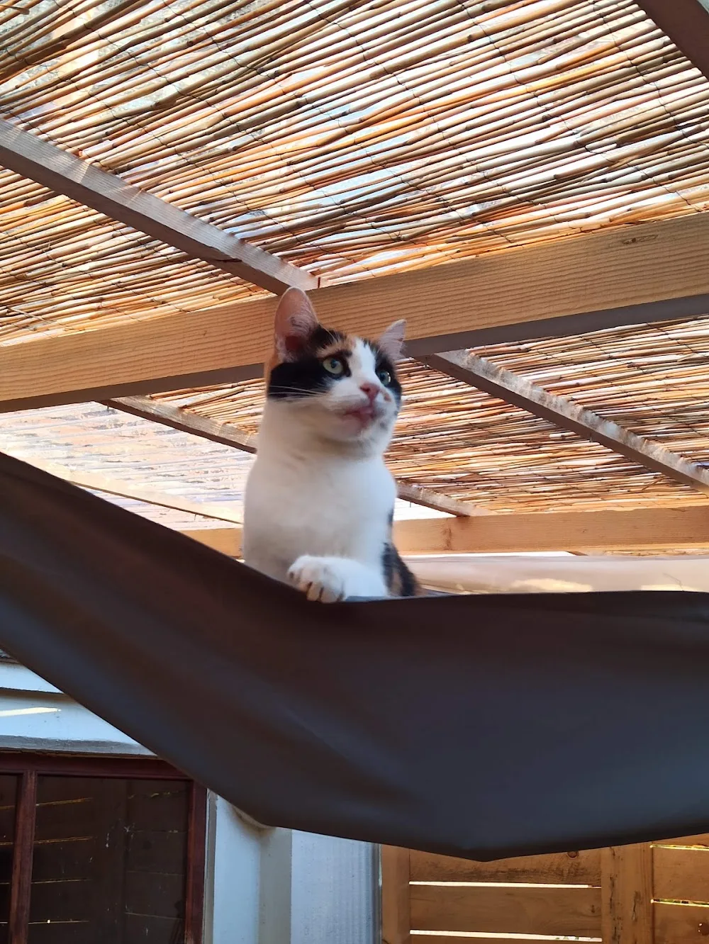 Chez Sparko et Marley, pension pour chiens et chats - Ain pet otel