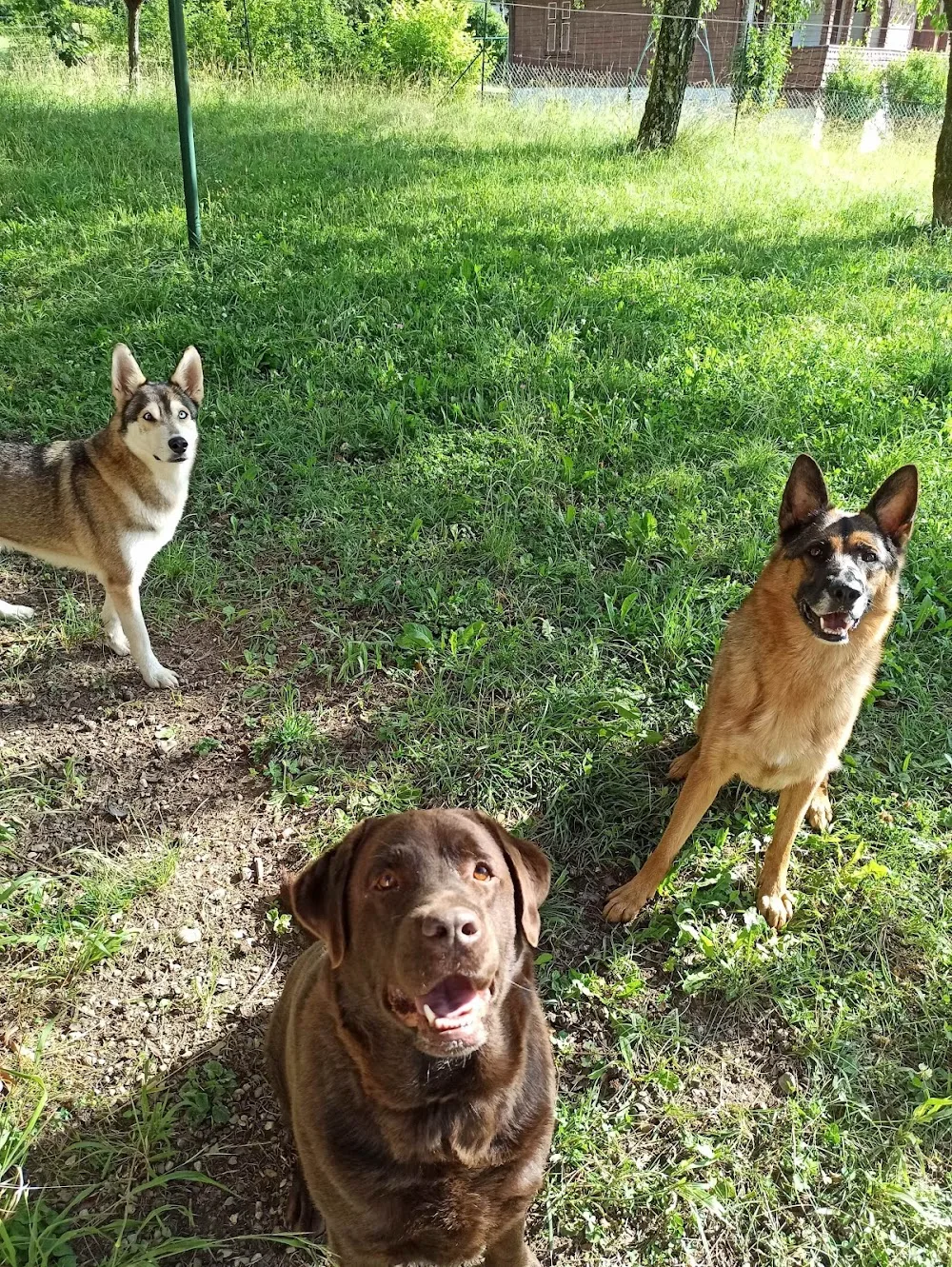 Chez Sparko et Marley, pension pour chiens et chats - Ain pet otel görseli 3