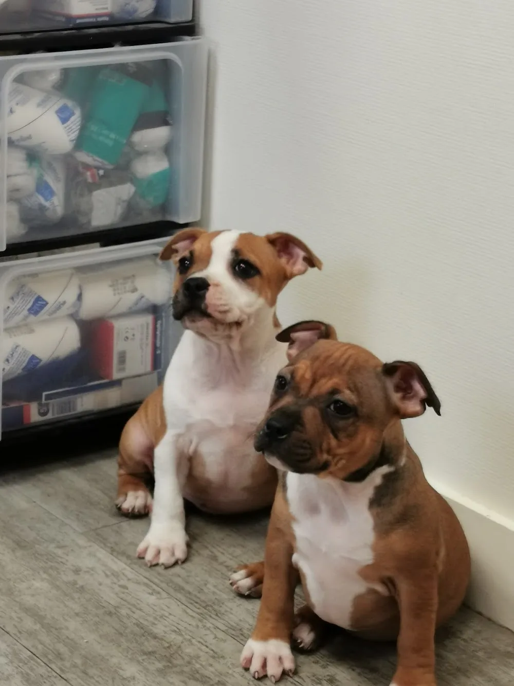 Elevage/Pension pour chiens D'Elle de la Crique - Ain pet otel