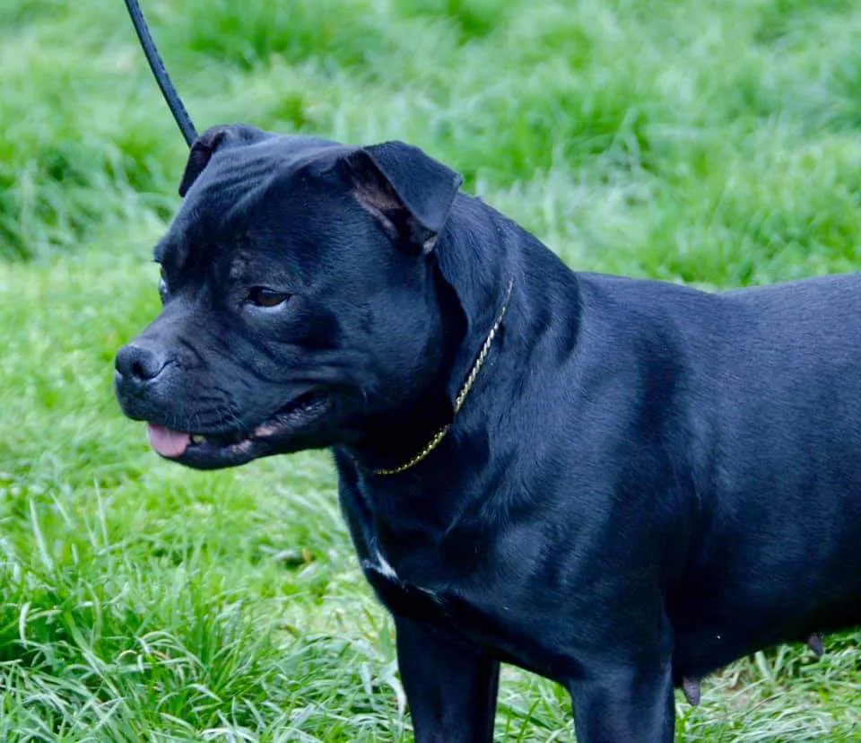 Elevage/Pension pour chiens D'Elle de la Crique - Ain pet otel görseli 3