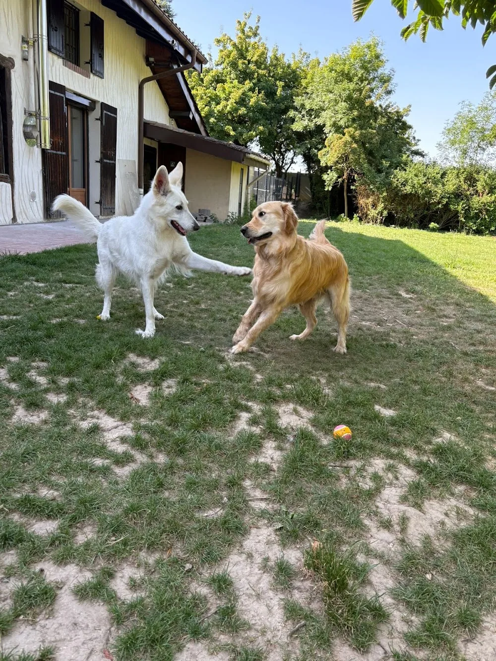 Le Domaine de Simba - Pension Canine - Ain pet otel görseli 3
