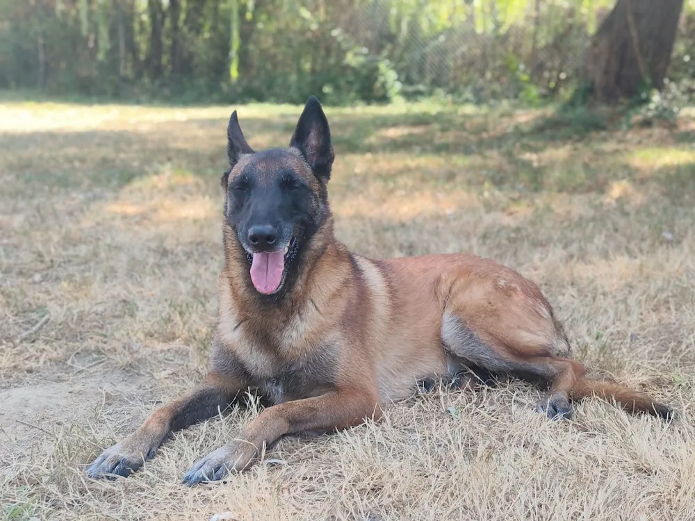 Les chiens du Val - Ain pet otel