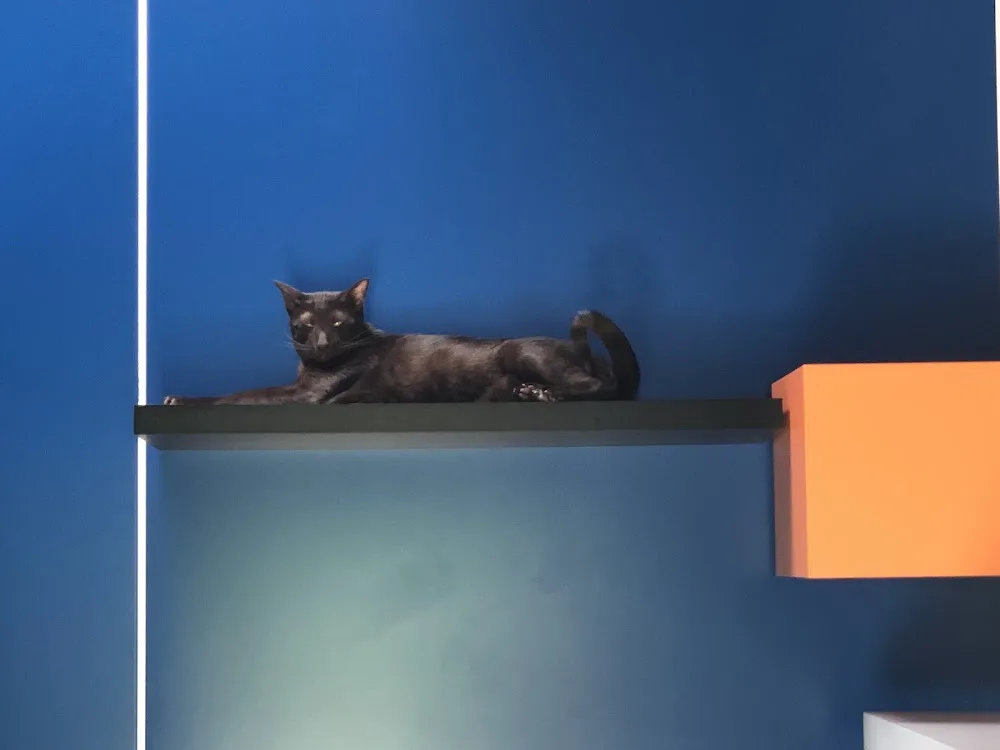 Mio cat's hotel - Ain pet otel görseli 3