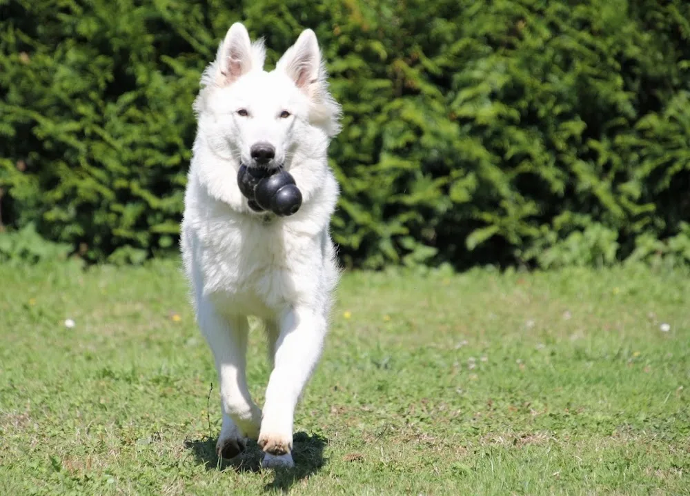 Pension Canine Canes Domum - Ain pet otel