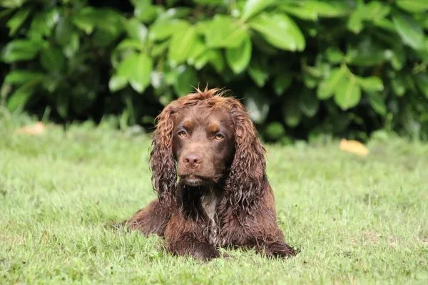 Pension Canine Canes Domum - Ain pet otel görseli 3