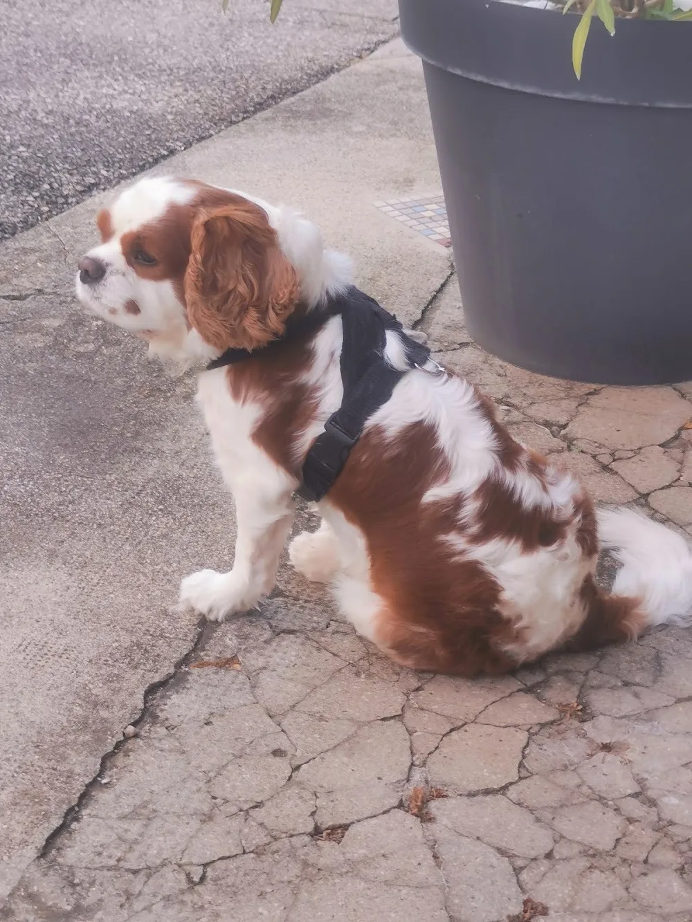 Pension canine du Bugey – Jacquet Lionel - Ain pet otel