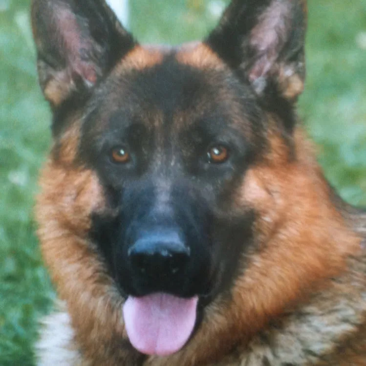 Pension Canine du Château de Corveissiat - Ain pet otel görseli 2