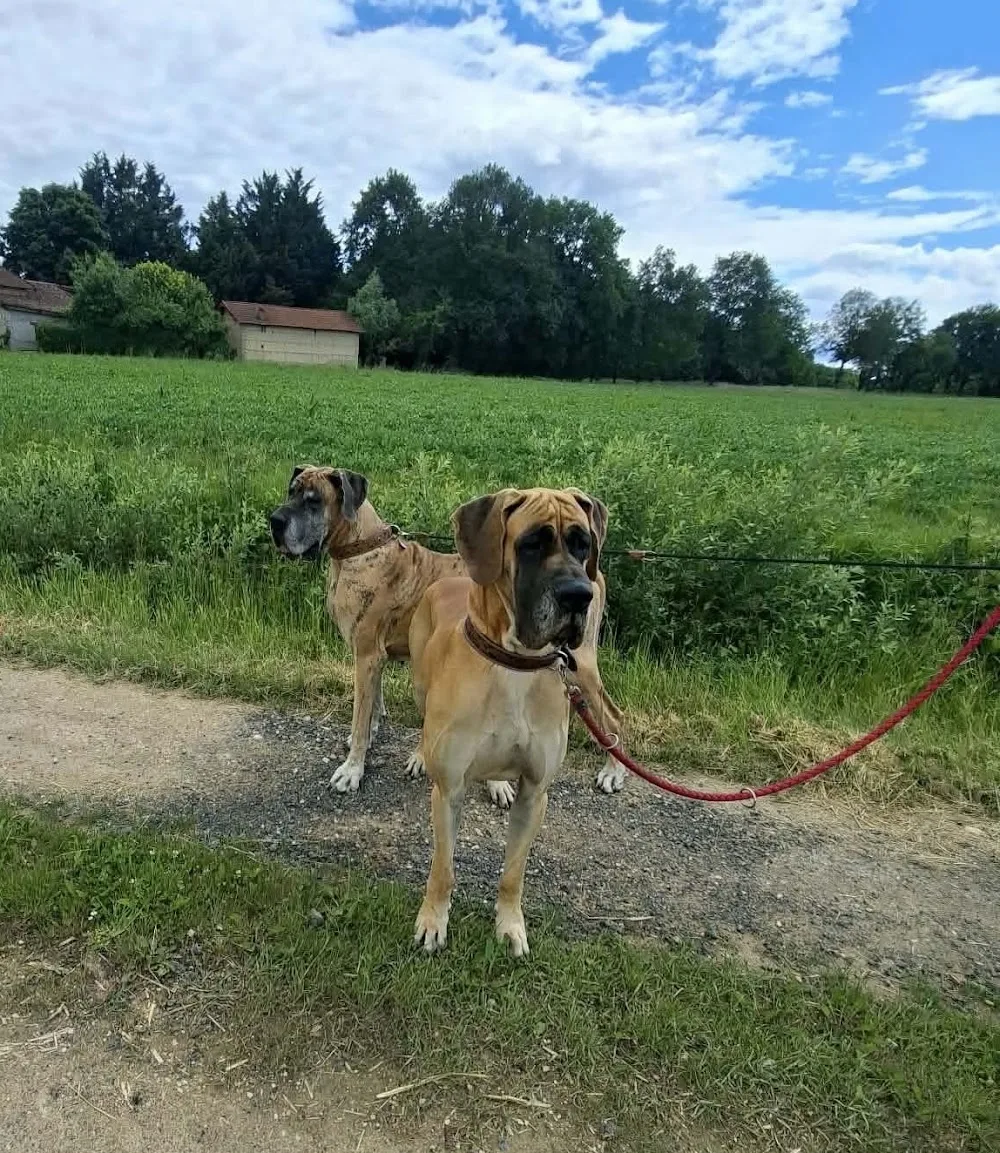 Pension canine et Elevage canin de la forêt d'Aurix - Ain pet otel