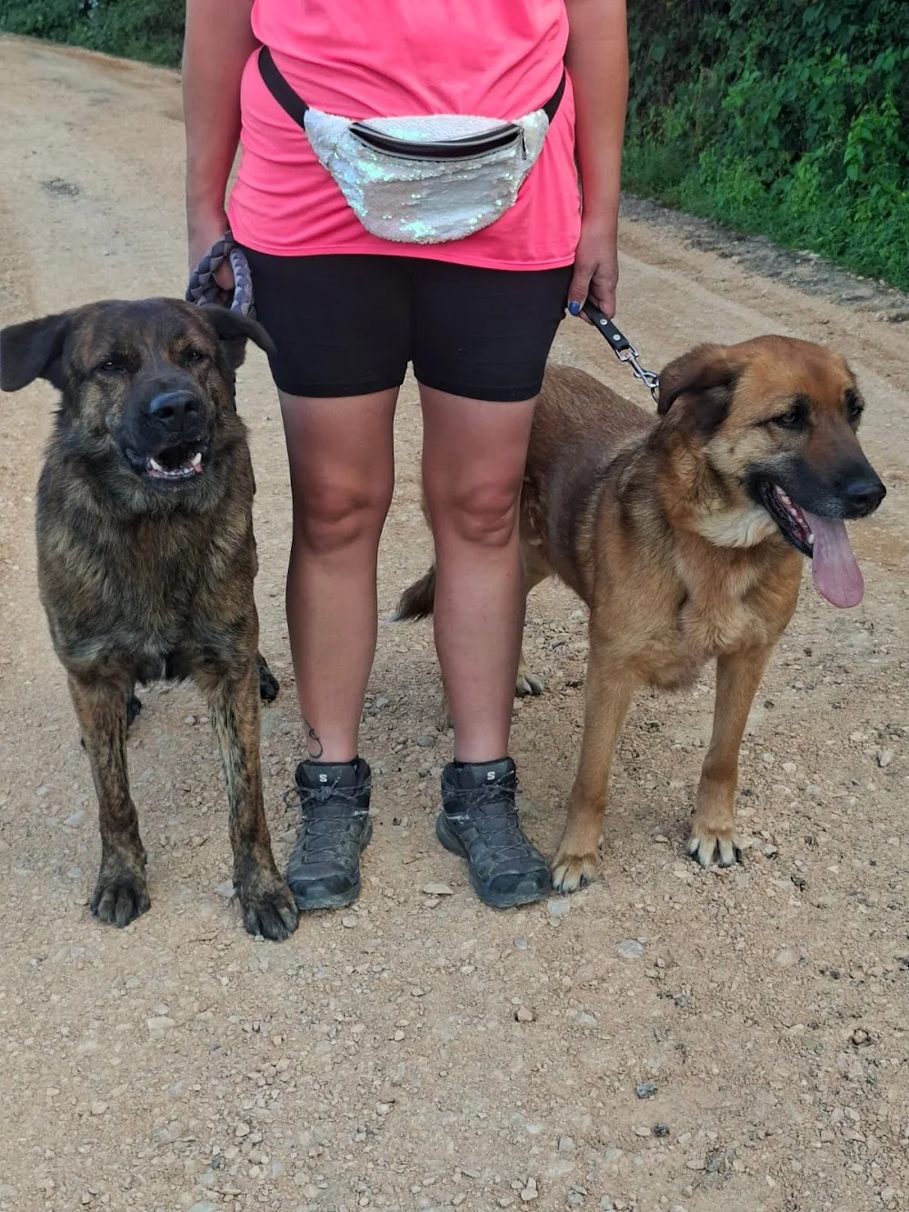 Pension canine et Elevage canin de la forêt d'Aurix - Ain pet otel görseli 3