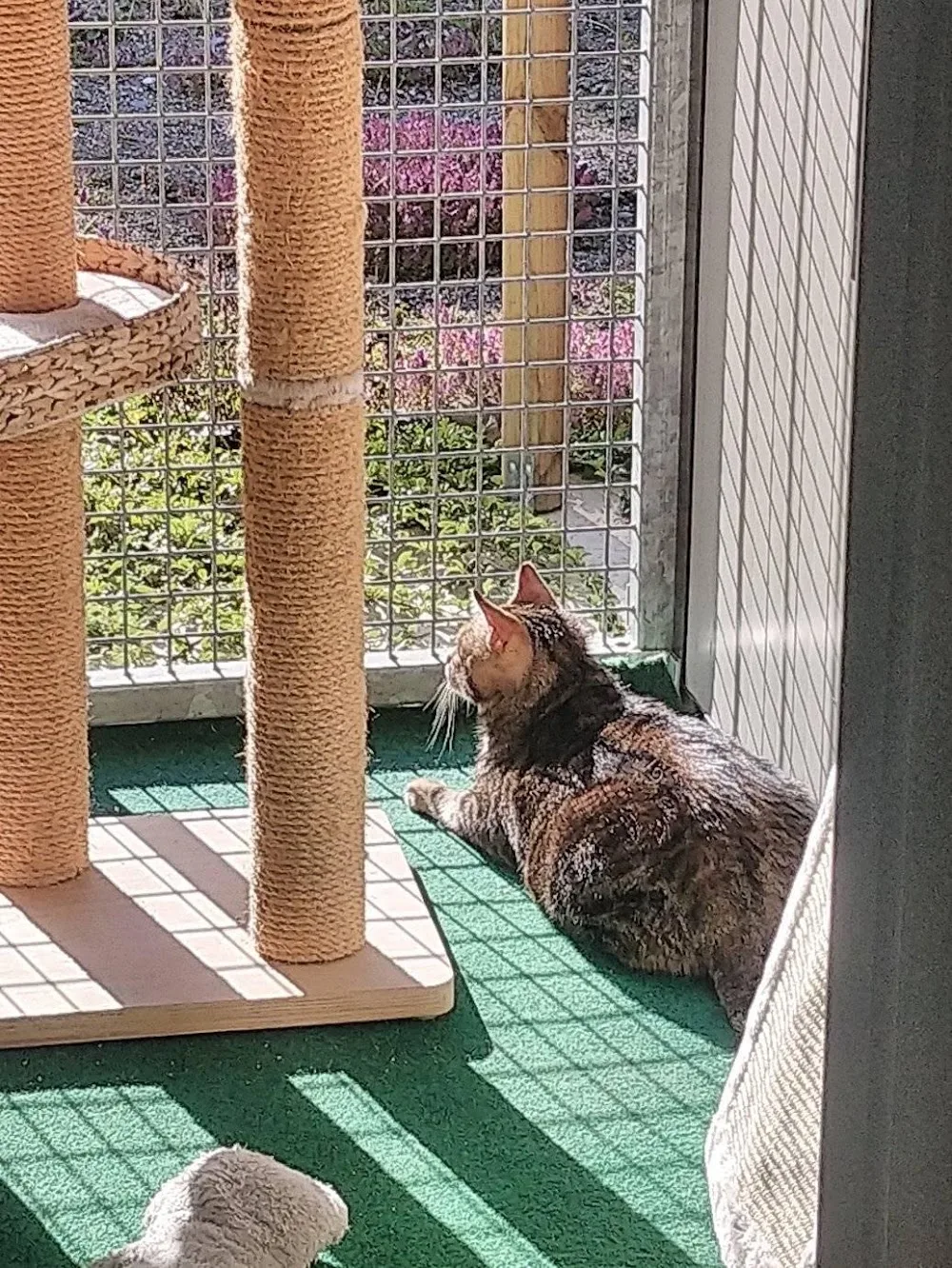 Pension pour chats "Au Chat Perché" - Ain pet otel