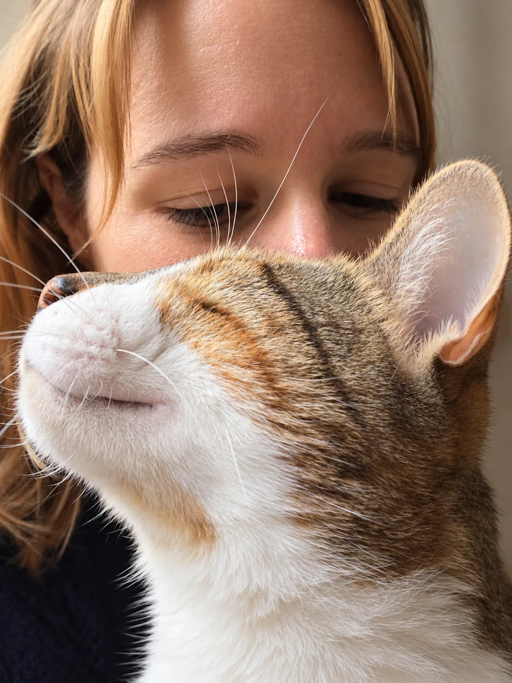Chez Baloo, pension chats et NAC, visites à domicile Laon et alentours, acaced chiens, chats, NAC et TAV - Aisne pet otel