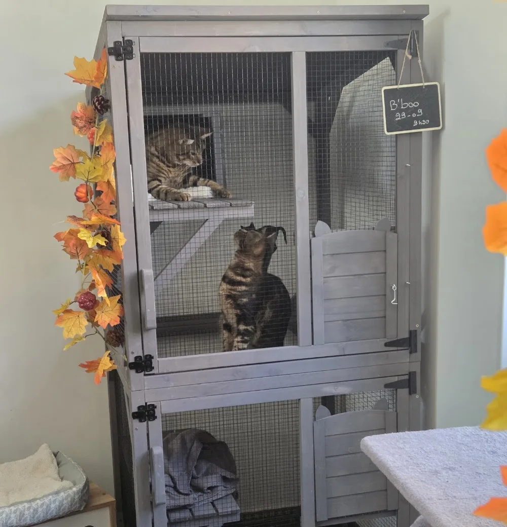 Chez Baloo, pension chats et NAC, visites à domicile Laon et alentours, acaced chiens, chats, NAC et TAV - Aisne pet otel görseli 3