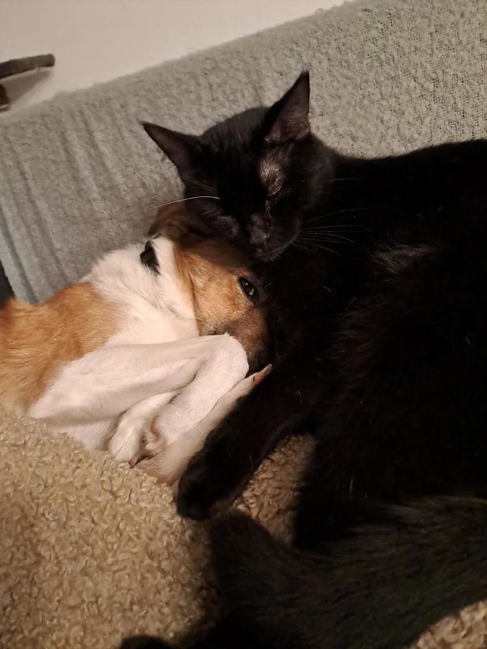 Chez Nanou - Aisne pet otel