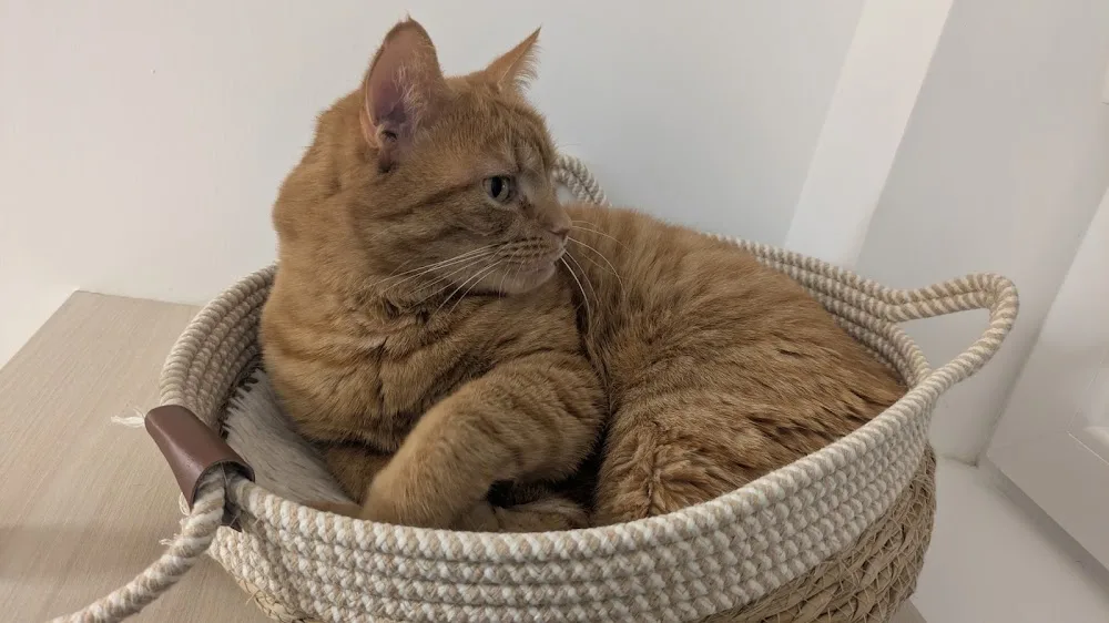Félin pour l'autre, pension féline - Aisne pet otel