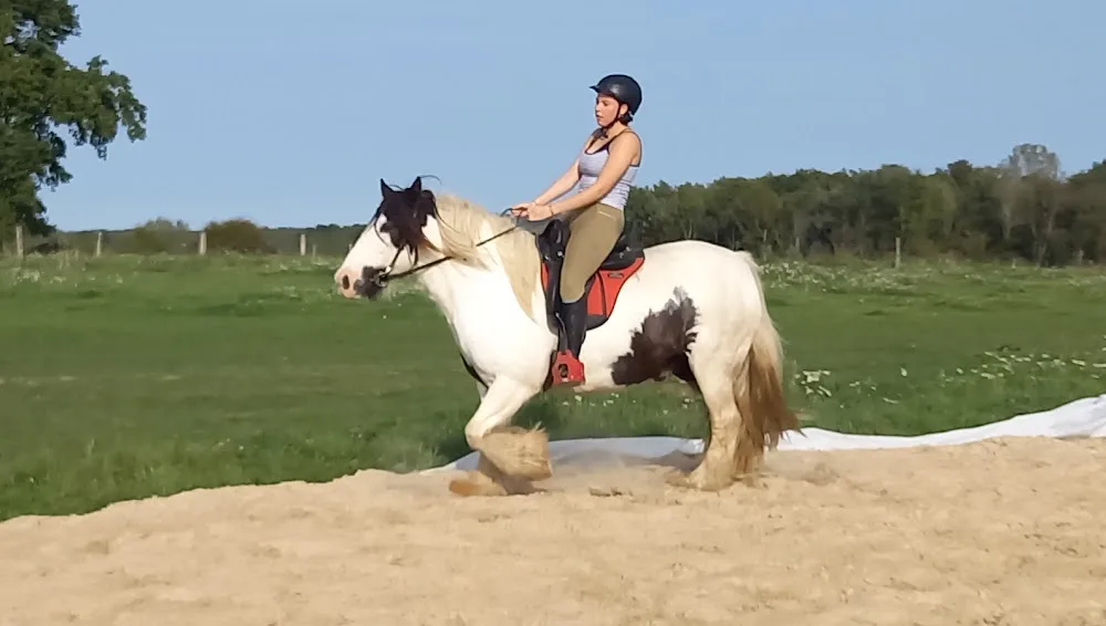 Ferme de la Rocé, élevage de chevaux, pension et mediation animale - Aisne pet otel