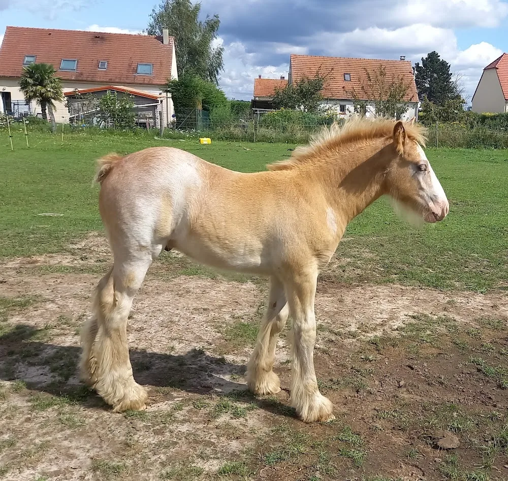 Ferme de la Rocé, élevage de chevaux, pension et mediation animale - Aisne pet otel görseli 3