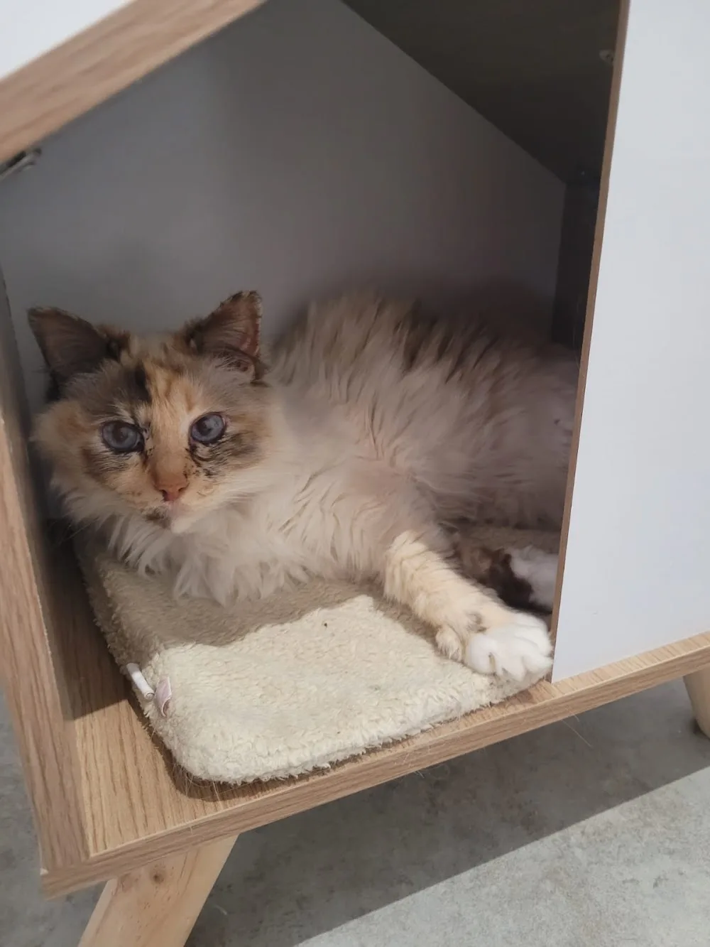 Hôtel DreamCaniCat - Aisne pet otel görseli 2