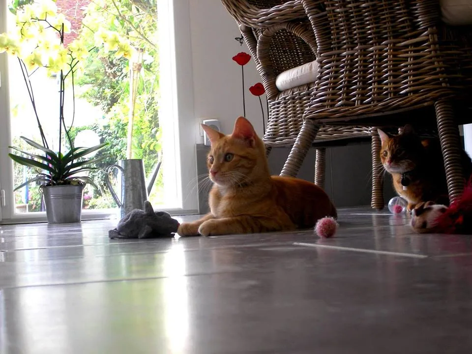 La Pension des 3 Chats - Aisne pet otel