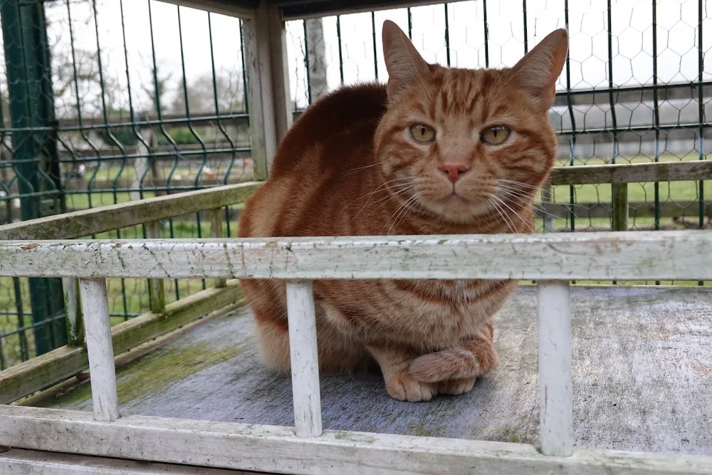 La Pension des 3 Chats - Aisne pet otel görseli 3
