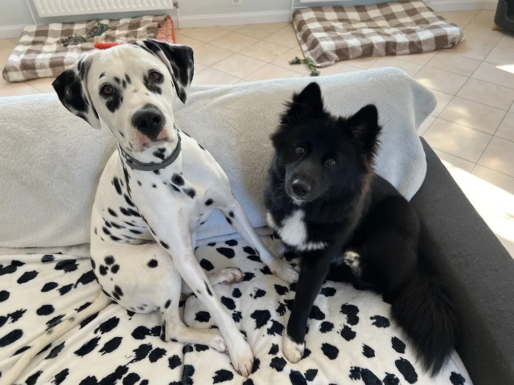 Le monde de Naïa - Garderie / Pension canine familiale - Aisne pet otel