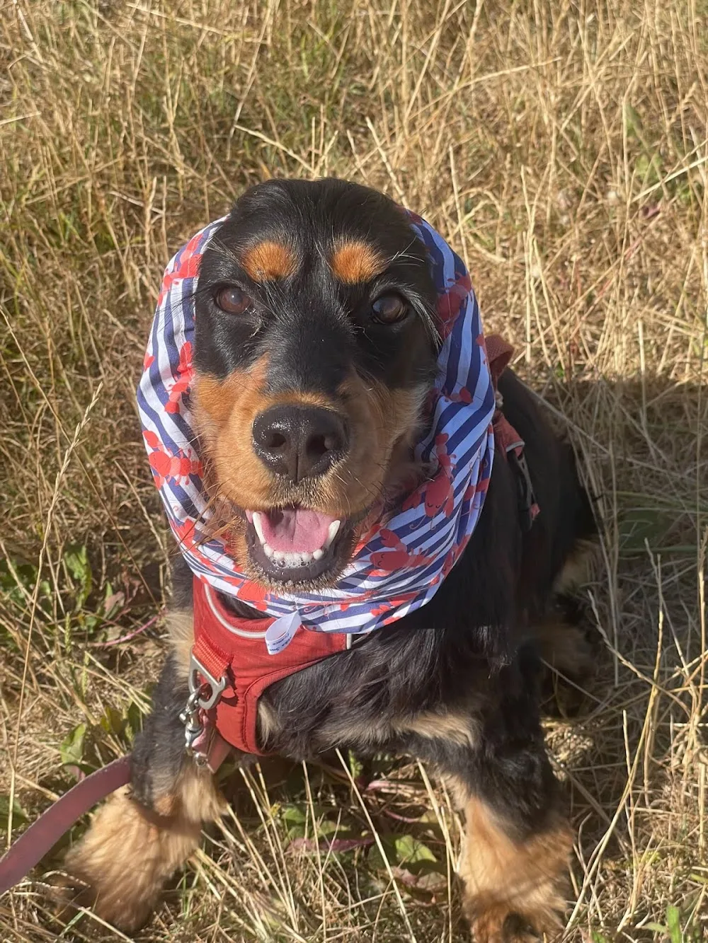 Le monde de Naïa - Garderie / Pension canine familiale - Aisne pet otel görseli 3