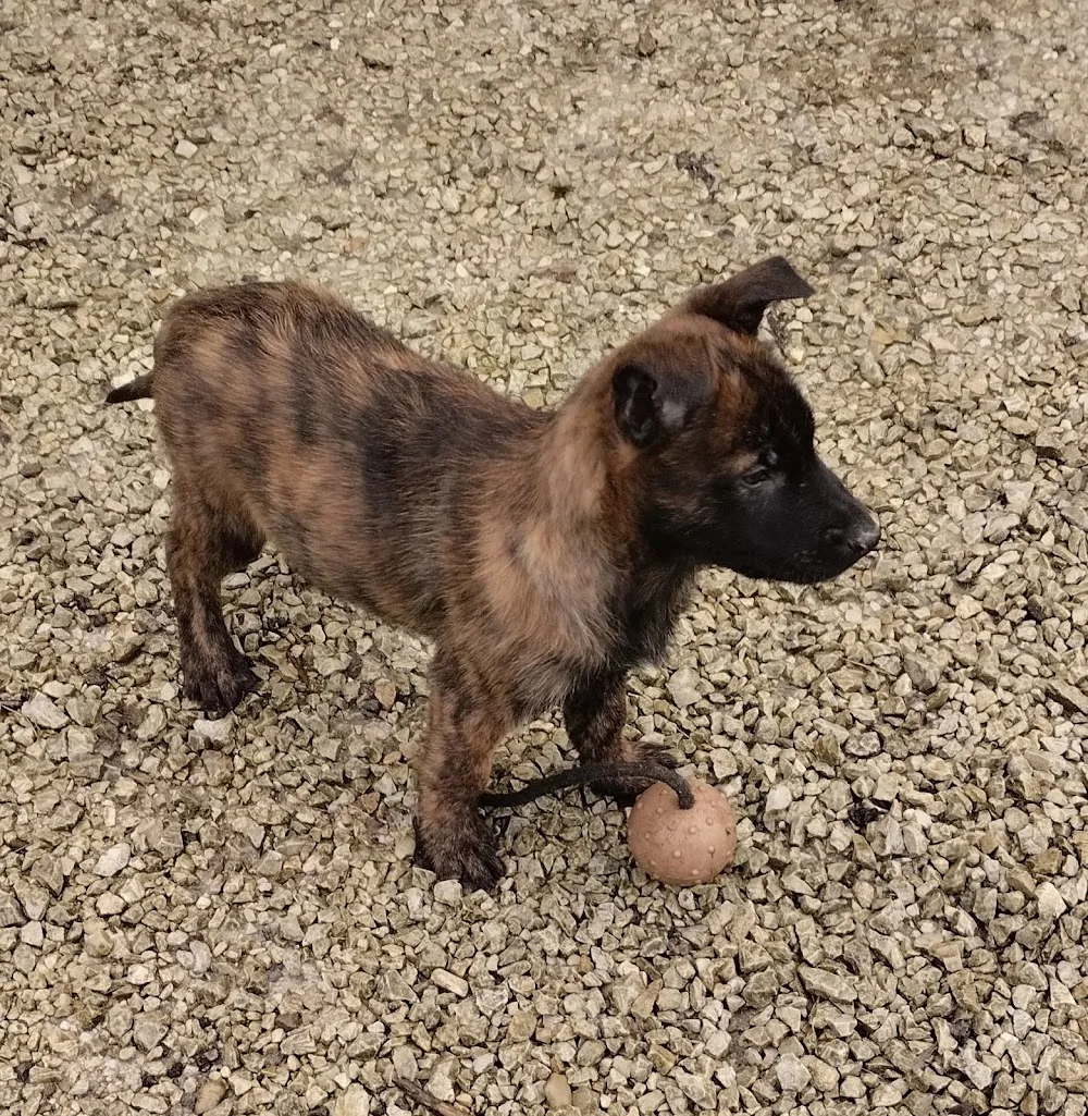 Les jardins de la défense élevage/pension canine - Aisne pet otel