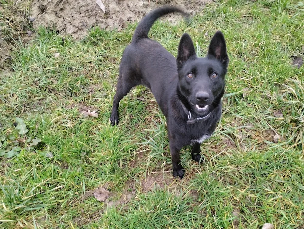 Les jardins de la défense élevage/pension canine - Aisne pet otel görseli 3