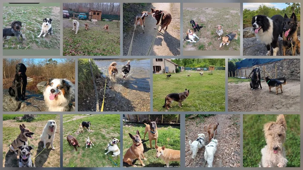 Pension et Elevage de l'odeux la - Aisne pet otel görseli 3