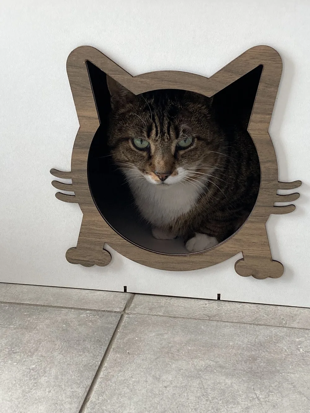 Pension féline nathacats - Aisne pet otel görseli 3