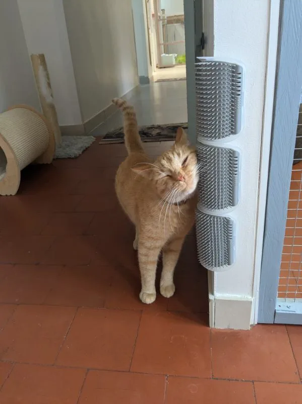 Prim’s Palace - Aisne pet otel görseli 3