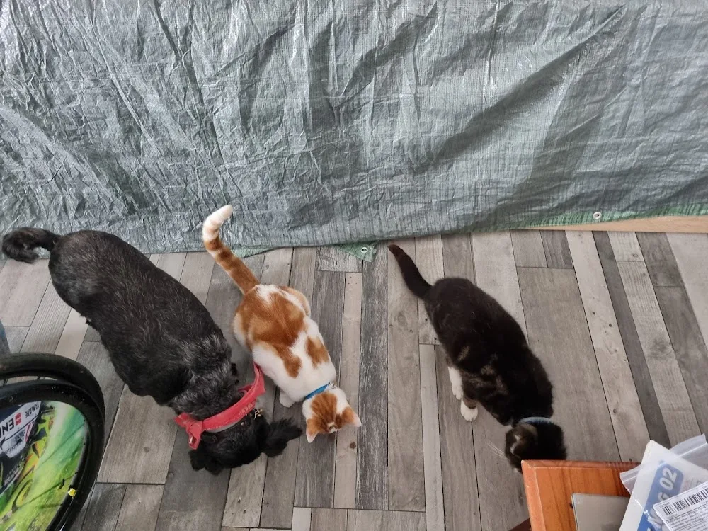 Syl Famille D'Accueil Chats et Chiens - Aisne pet otel görseli 3