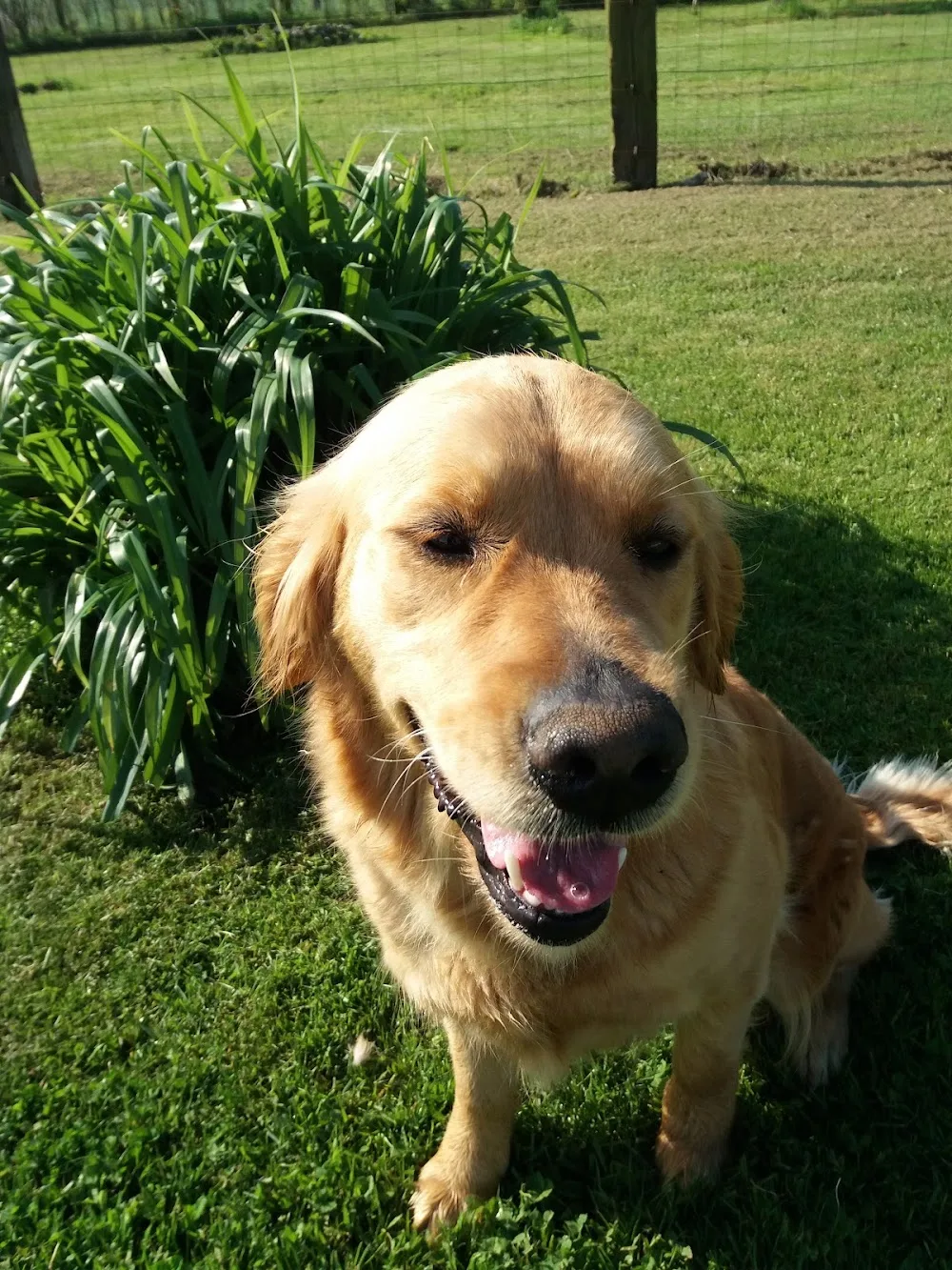 UCOR Un Chien en OR - Aisne pet otel
