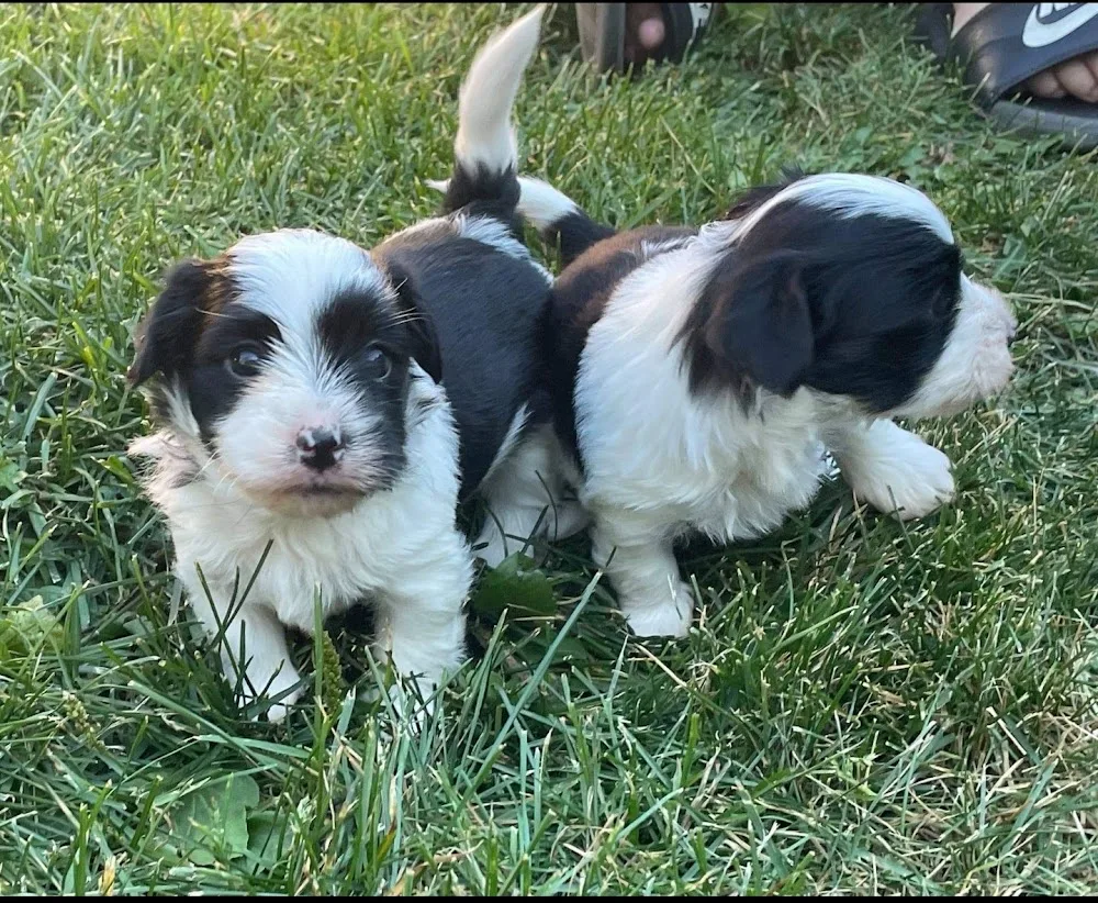 Kennel Billebakken - Akershus pet otel görseli 3