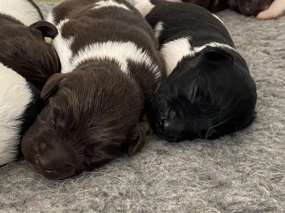 Kennel Stabykroken - Akershus pet otel görseli 3
