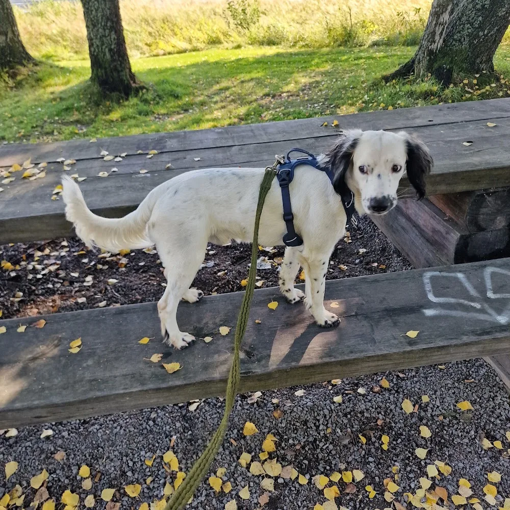 Thomassens hundepensjonat og treningssenter - Akershus pet otel
