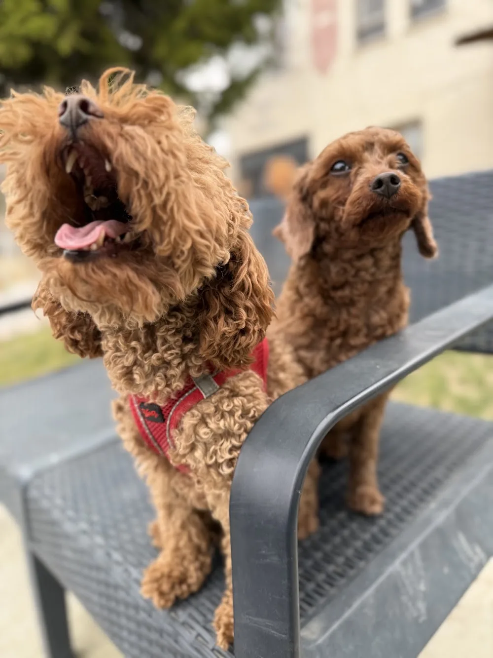 Akıllı Pati Köpek Eğitim Merkezi & Pet Otel - Ankara pet otel