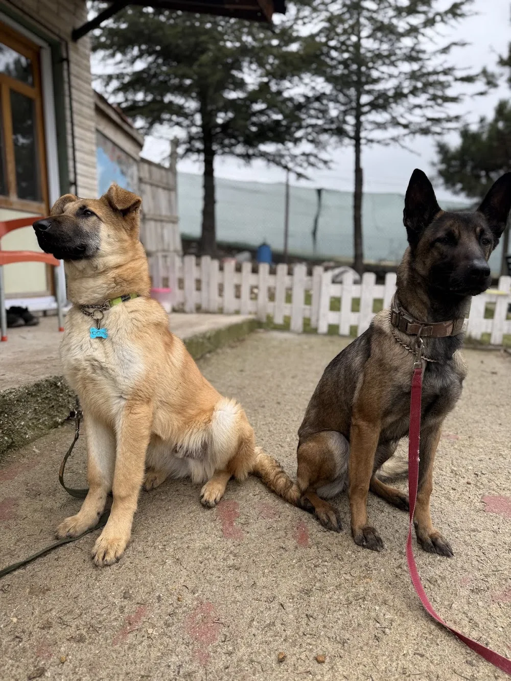 Akıllı Pati Köpek Eğitim Merkezi & Pet Otel - Ankara pet otel görseli 3