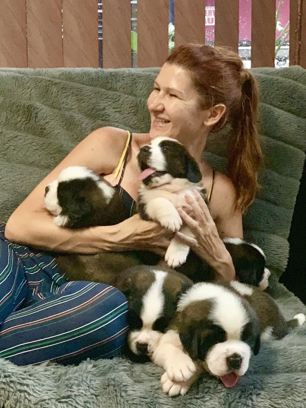 Saint Valley Kennel - Saint Bernard Pure Breed Champions - Alba pet otel
