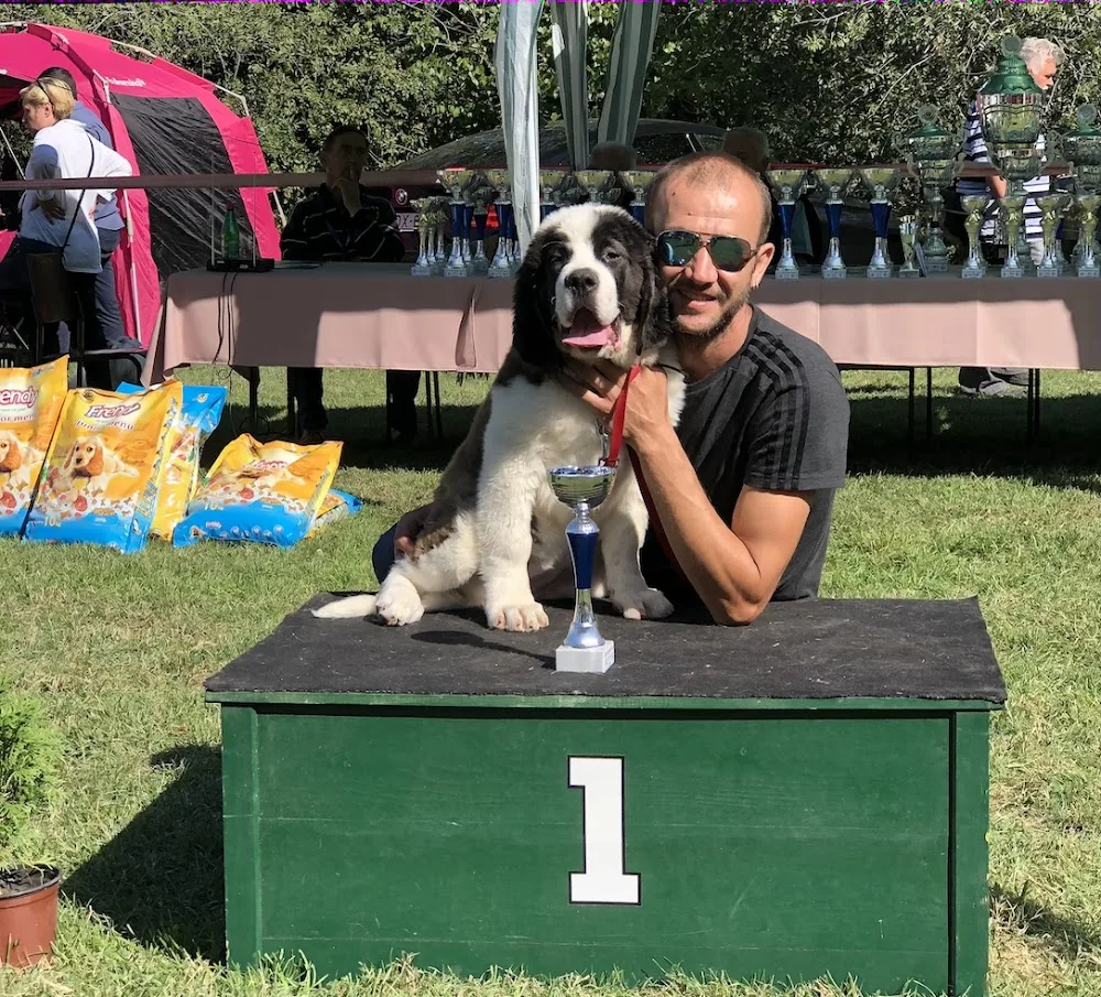 Saint Valley Kennel - Saint Bernard Pure Breed Champions - Alba pet otel görseli 3