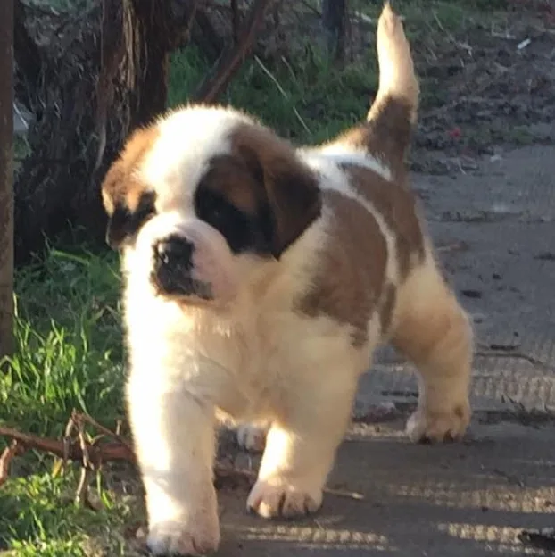 Saint Valley Kennel - Saint Bernard Pure Breed Champions - Alba pet otel görseli 5