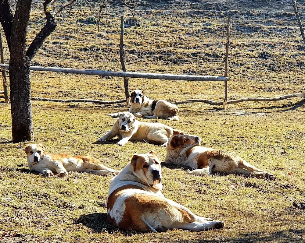 Transylvania Alabai Kennel - Alba pet otel