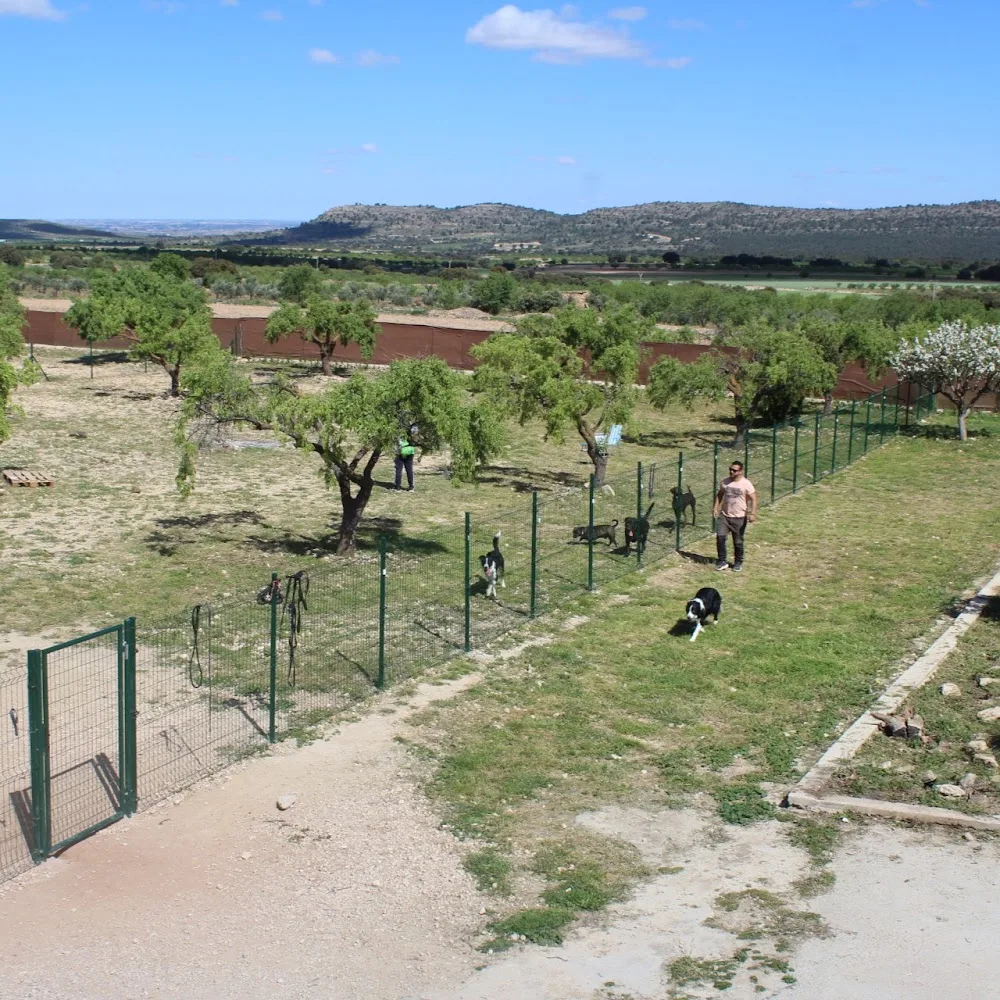 BuddyCan - Albacete pet otel