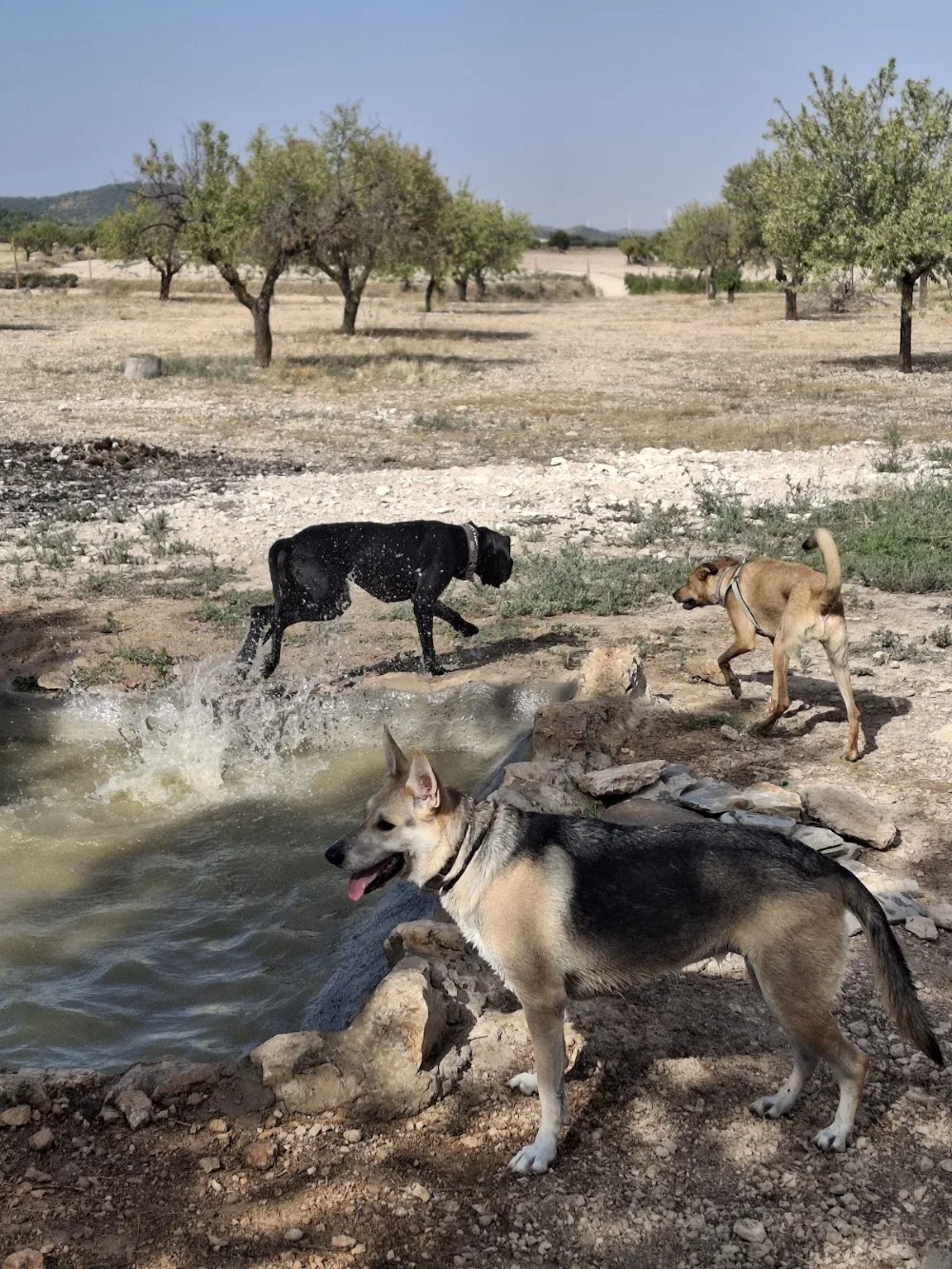 BuddyCan - Albacete pet otel görseli 3