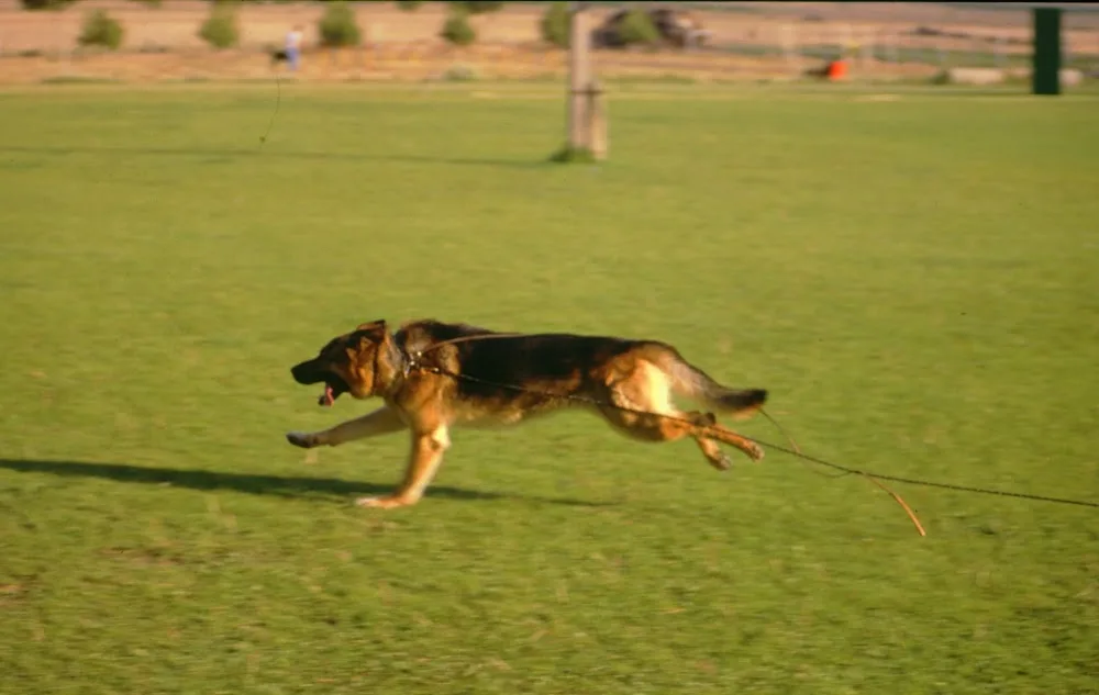 Cinocan Residencia Canina y Felina - Albacete pet otel