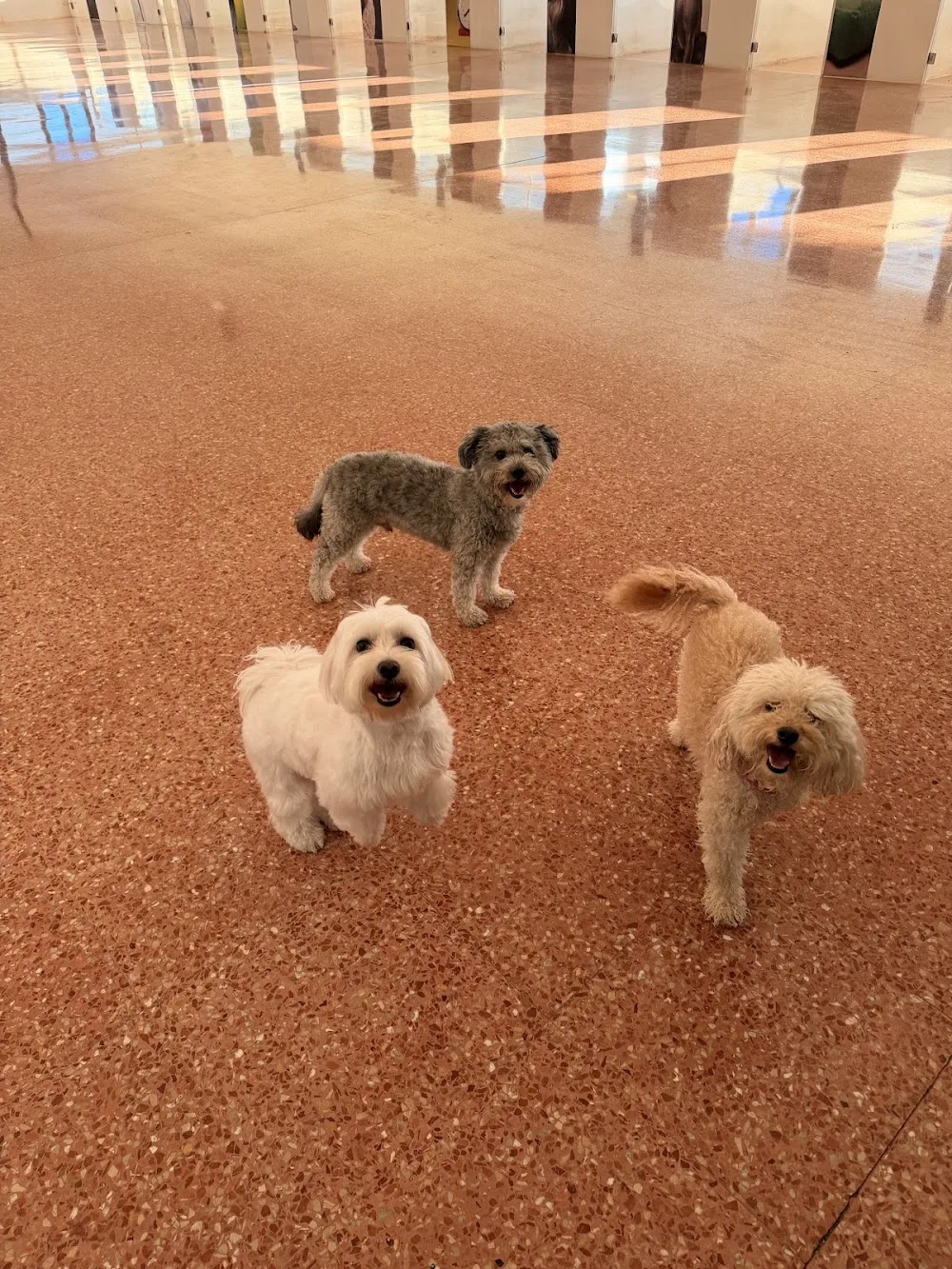 Dog Village - Albacete pet otel görseli 3