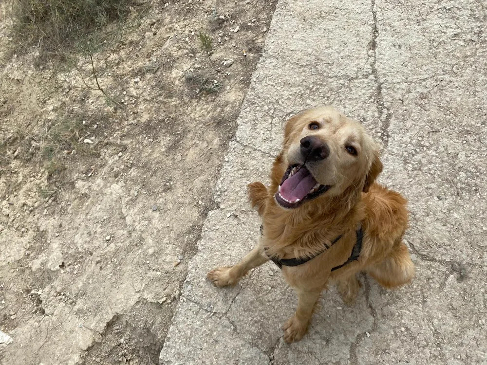 Dogumi Guardería canina en Albacete - Albacete pet otel görseli 3