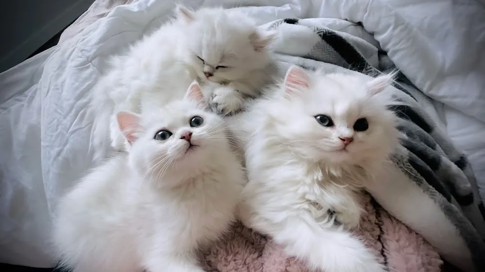 A and S family Cattery - Alberta pet otel