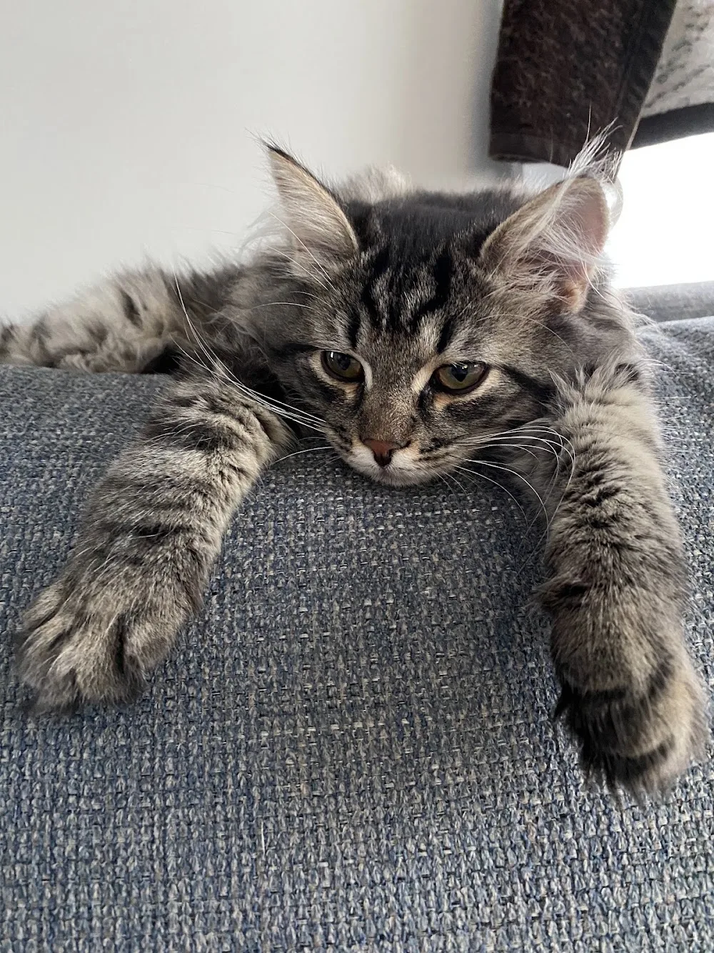 Aura of Wildlife. Russian blue and Bengal Cattery - Alberta pet otel görseli 5