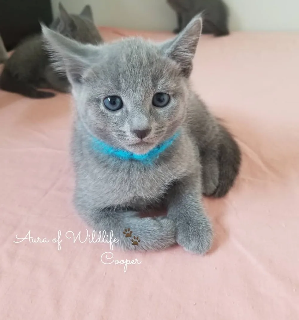 Aura of Wildlife. Russian blue and Bengal Cattery - Alberta pet otel görseli 6
